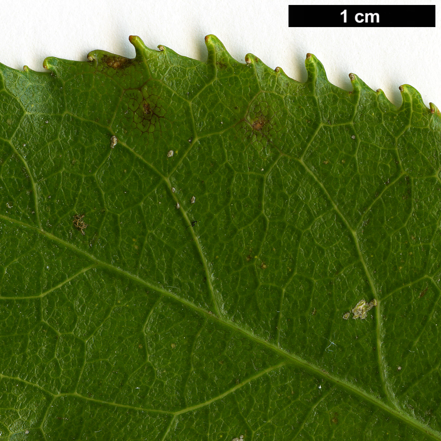 High resolution image: Family: Violaceae - Genus: Melicytus - Taxon: ramiflorus